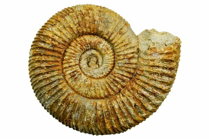 Jurassic Ammonite (Perisphinctes) Fossil - France #363652